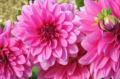 Dahlia Flower