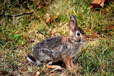 Rabbit on Grass