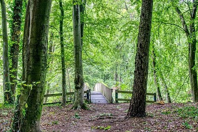 Ponte nella foresta