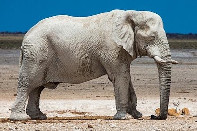 Elephant in Namibia jigsaw puzzle
