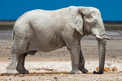 Elefant in Namibia