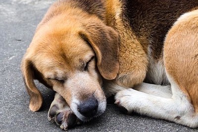 Simpatico cane assonnato