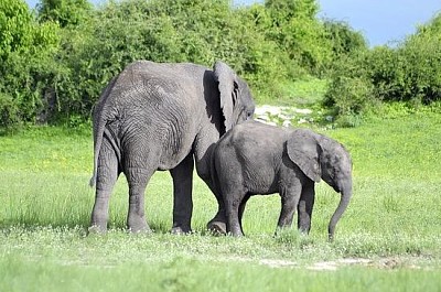 Elephant at Botswana jigsaw puzzle