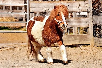 Ponny más lindo