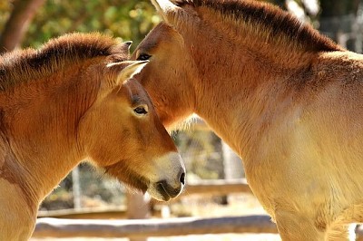 Dos caballos