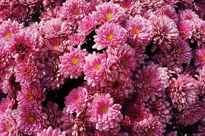 Flowers Blossom jigsaw puzzle