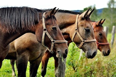פאזל של שלושה סוסים
