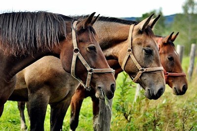 3頭の馬