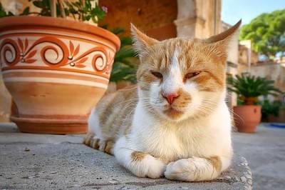 Faule Katze aus Kreta