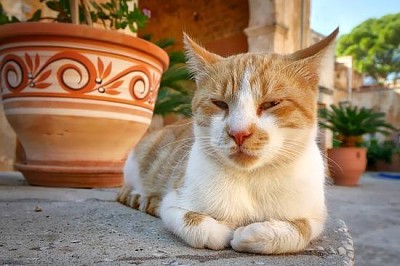 Chat paresseux de Crète