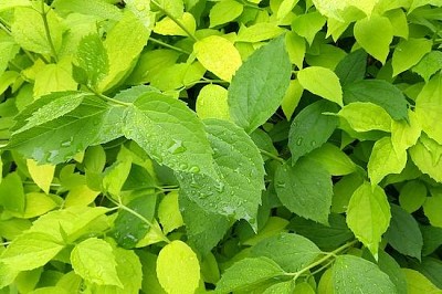 Leaves in the Rain