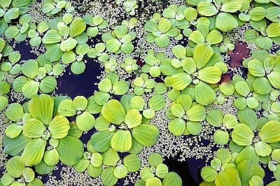 Botanical Pond