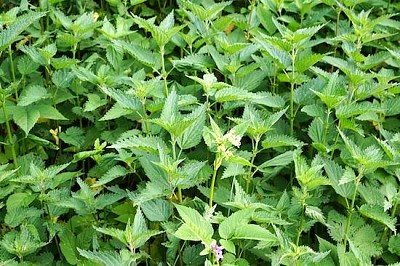 Peppermint jigsaw puzzle