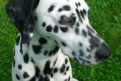 Chien dalmatien