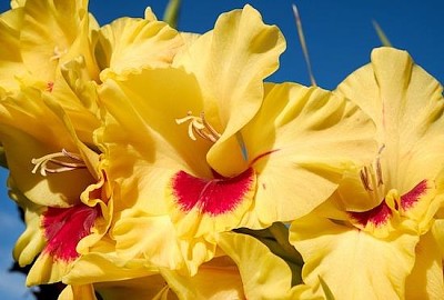 Gladiolenblüte