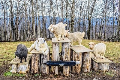 Animaux de la ferme