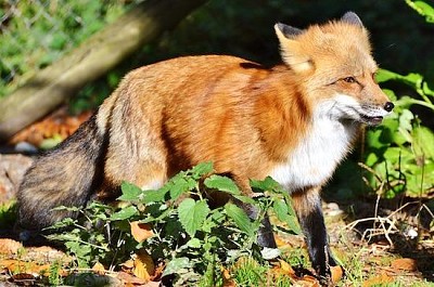 Renard rouge