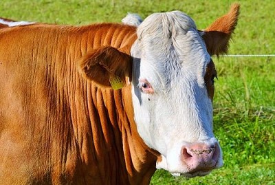 Vaca en el campo