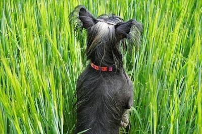 un chien dans le grain