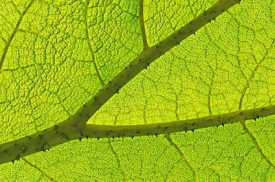 Leaf Structure