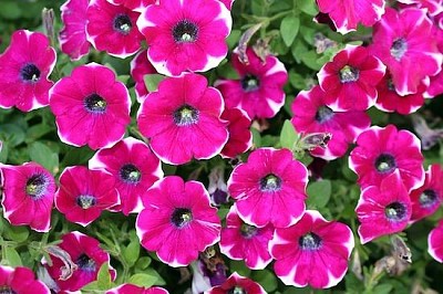 Petunias Flowering