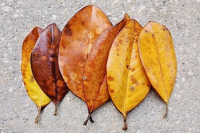 Magnolia Leafs