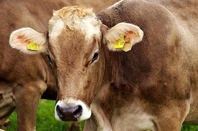 פאזל של פרות שנותנות חלב