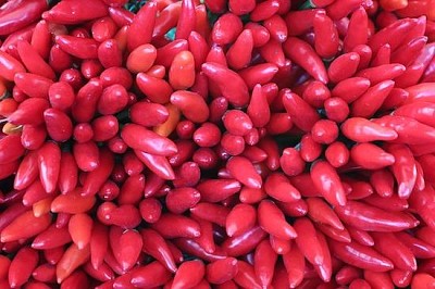 Chiles rojos Picantes