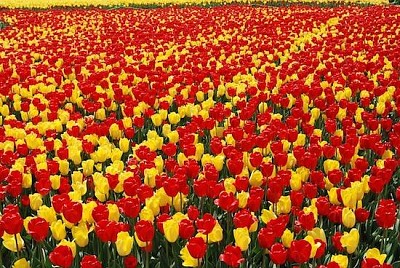 Campo de Tulipas