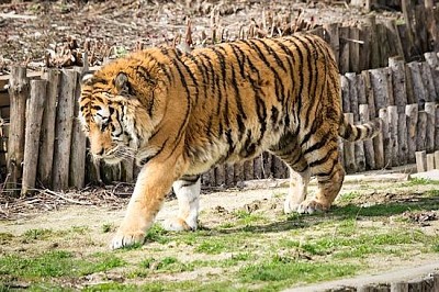 野生動物