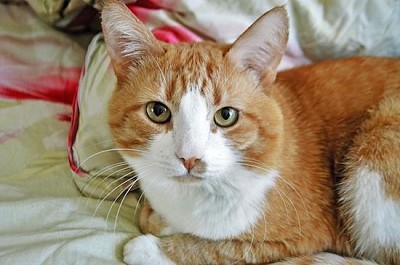 Süße Katze