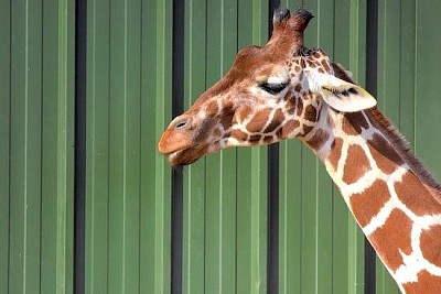 Girafe en déplacement