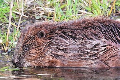 Beaver Time jigsaw puzzle
