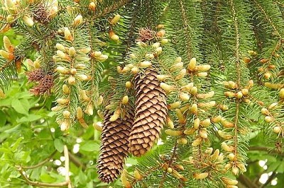 Pommes de pin