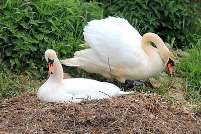 Swans Nest
