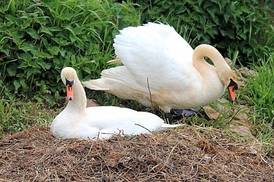 白鳥の巣