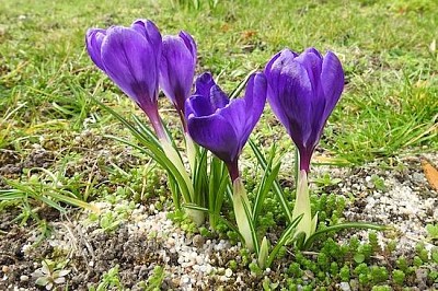 Purple Flowers