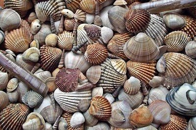 Seashells jigsaw puzzle