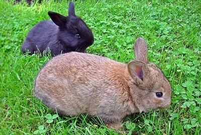 Conejos encantadores