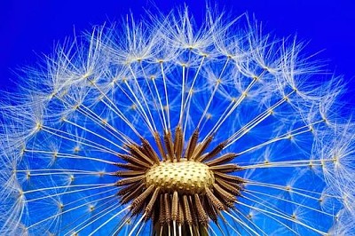 Dandelion Seeds