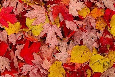 Feuilles d'automne