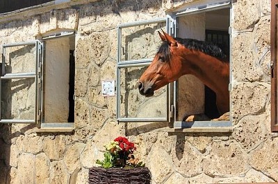 Pferd, das aus dem Fenster schaut