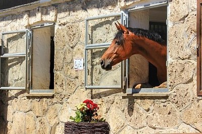 Cavalo olhando pela janela