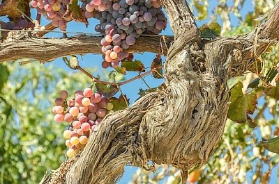 Grapes on a Tree