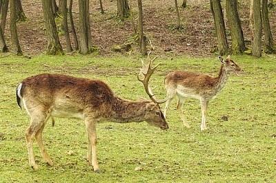 Hirsch i skogen