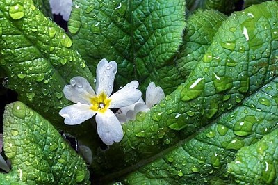 Feuille sous la pluie