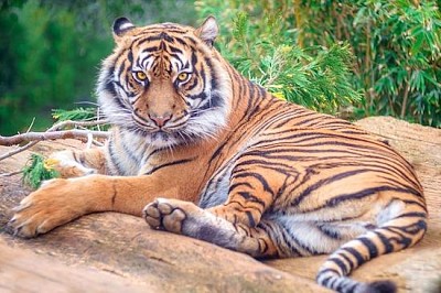 Tigre descansando
