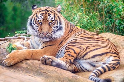 Resting Tiger