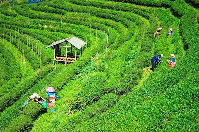 Plantations de thé en Thaïlande