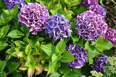 Hortensia violet